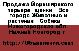 Продажа Йоркширского терьера, щенки - Все города Животные и растения » Собаки   . Нижегородская обл.,Нижний Новгород г.